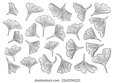 Ginkgo biloba hand drawn ink sketch set. Abstract jinkgo leaves. Botany vintage pen style collection for decor. Vector illustration.