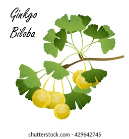 Ginkgo (Ginkgo Biloba). Hand drawn vector illustration of ginkgo branch with leaves and fruits on white background.