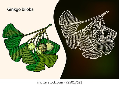 Ginkgo biloba. Hand drawn Ginkgo vector illustration