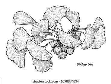 Ginkgo biloba illustration, drawing, engraving, ink, line art, vector

