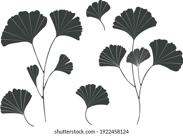 Ginkgo biloba illustrations set isolated on white background.  Ginkgo biloba leaf set vector illustration. 