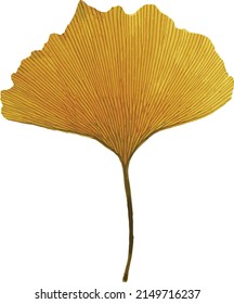 Ginkgo biloba isolated on white backgrounds. Ginkgo biloba leaves on white background. Eps 10 vector illustration. Yellow ginkgo leaves. Watercolor painting. Line Material. Ginkgo biloba leaves set