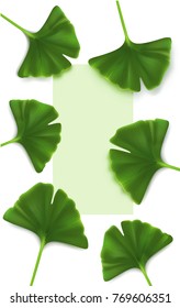 Ginkgo biloba leaf background
