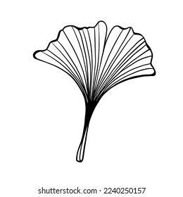 Ginkgo biloba leaf as design element. Hand drawn digital Vector illustration. Nature background.
