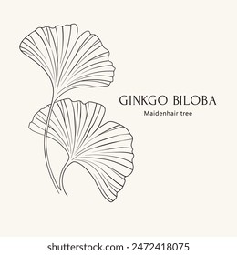 Ginkgo biloba leaf, hand drawn vector illustration