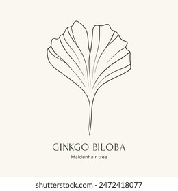 Ginkgo biloba leaf, hand drawn vector illustration