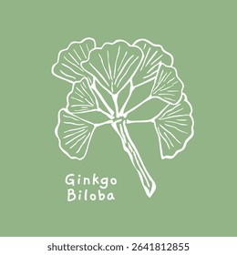 Ginkgo biloba leaf hand drawn vector for natural design product packaging