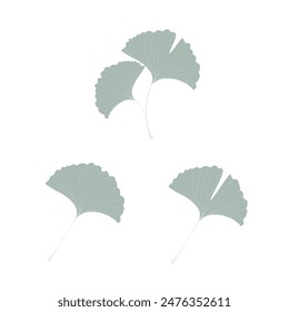 Ginkgo biloba leaf, healthcare herb alternative medicine concept, flat design vector illustration