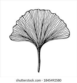 Ginkgo biloba leaf, isolated hand drawn black and white vector illustration on white background