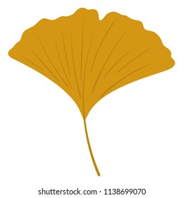 Ginkgo Biloba Leaf - Ginkgo biloba leaf isolated on white background