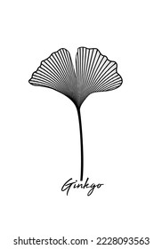 Ginkgo biloba leaf isolated on white background. Hand drawn leaves. Logo design vector black and white botanical illustration