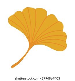 Ginkgo biloba leaf isolated on white background, yellow autumn gingko foliage with veins, fan shaped botanical element in flat design for fall pattern