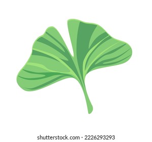 Ginkgo biloba leaf. Isolated vector illustration.