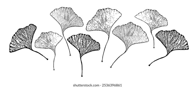 Ginkgo biloba leaf line art vector graphic