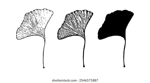 Ginkgo biloba folha arte vetorial gráfico