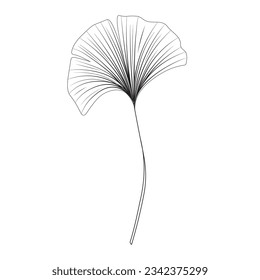 Ginkgo biloba leaf, linear drawing, sketch, contour branch of Ginkgo biloba, line art