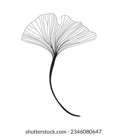 Ginkgo biloba leaf, linear drawing, sketch, contour branch of Ginkgo biloba, line art