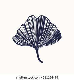 Ginkgo biloba leaf, vector illustration