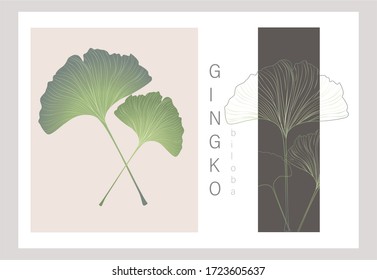 Ginkgo biloba leaf vector set.