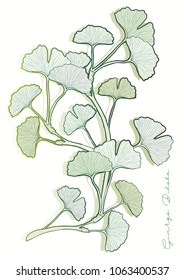 Ginkgo Biloba leaves