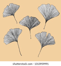 Ginkgo biloba leaves
