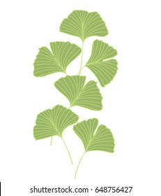 Ginkgo biloba leaves