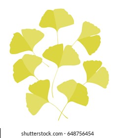 Ginkgo biloba leaves