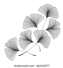 92,929 Ginkgo Images, Stock Photos & Vectors | Shutterstock