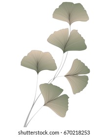 Ginkgo biloba leaves