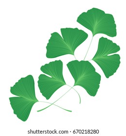 Ginkgo biloba leaves