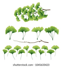 Ginkgo biloba leaves and branch collection. Vector illustration