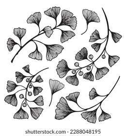 Ginkgo biloba leaves and branches.Hand drawn ginkgo biloba set.