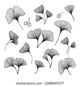 Ginkgo biloba leaves and branches.Hand drawn ginkgo biloba set.