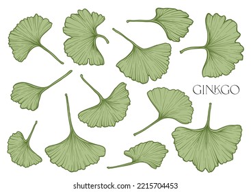 Ginkgo biloba leaves. Clip art, set of elements for design Vector illustration. In botanical style