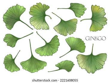 Ginkgo biloba leaves. Clip art, set of elements for design Vector illustration. In botanical style