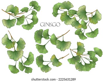 Ginkgo biloba leaves. Clip art, set of elements for design Vector illustration. In botanical style