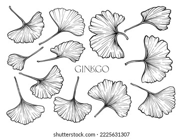 Ginkgo biloba leaves. Clip art, set of elements for design Vector illustration. In botanical style