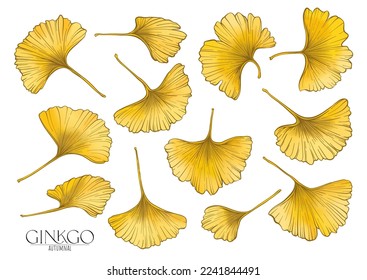 Ginkgo biloba leaves. Clip art, set of elements for design Vector illustration. In botanical style