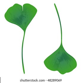 Ginkgo biloba  leaves, design elements isolated on white