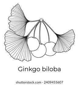 Ginkgo biloba leaves and fruit, vector botanical illustration. Chinese ginkgo tree branch outline, coloring book page.