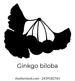 Ginkgo biloba leaves and fruit, vector botanical illustration. Chinese ginkgo tree branch silhouette.