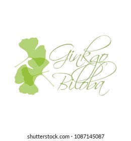 Ginkgo Biloba Leaves Green Silhouette On White Background With Lettering Calligraphy. Hand Drawn Medical Organic Plant Vector Illustration.
