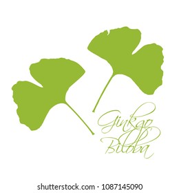 Ginkgo Biloba Leaves Green Silhouette On White Background With Lettering Calligraphy. Hand Drawn Medical Organic Plant Vector Illustration.