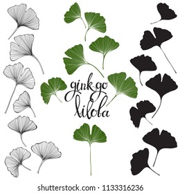 Ginkgo biloba leaves isolated on white background.  Hand drawn vector illustration, sketch. Elements for design.