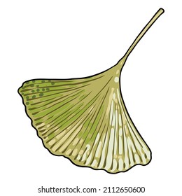 Ginkgo biloba leaves. Ginkgo leaf, native to China. Hand drawing vector.