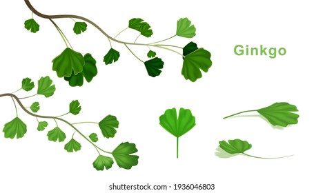 Ginkgo biloba leaves on Isolated white background. vector illustration.