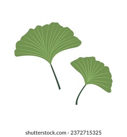 Ginkgo biloba leaves on white background