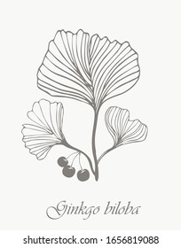 Ginkgo biloba leaves plant, branch, berry. Hand drawn engraved sketch illustration, vector. Emblem ingredient for hair and body care, cream, lotion, treatment, hydration.