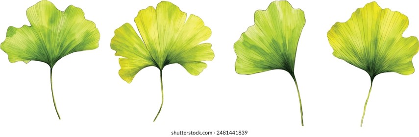 Ginkgo biloba leaves, a separate branch on a white background. Handmade, For illustration, background, decor, design, scrapbooking, fabric, texture, Wallpaper.