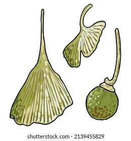 Ginkgo biloba leaves set. Ginkgo leaf with seed or bud, native to China, collection. Hand drawing vector.